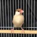 シナモン文鳥の里親様を探しております。