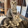 サバトラ姉妹⭐︎ サムネイル3