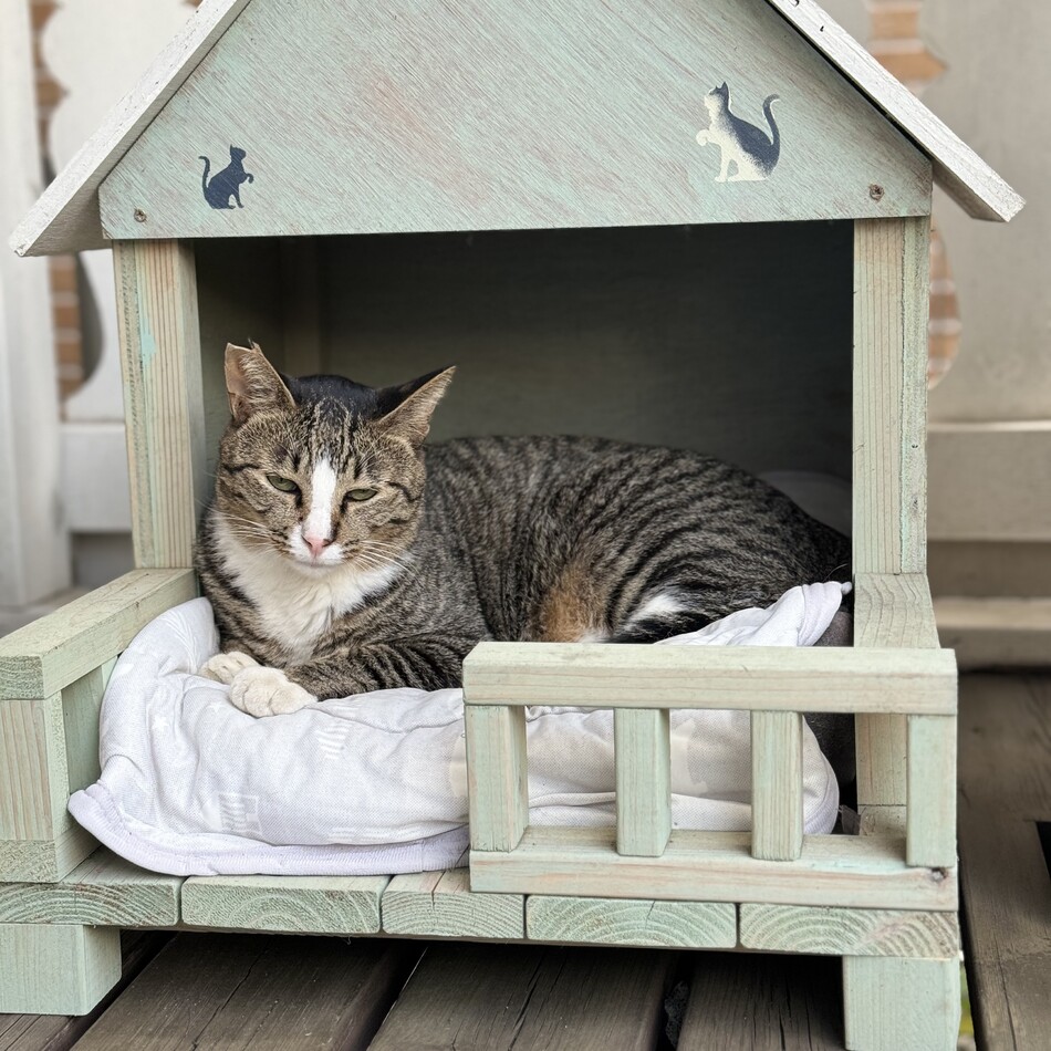 キジシロウのカバー写真
