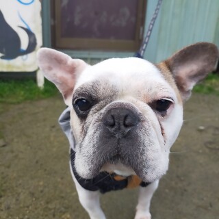 お散歩大好きブルック！