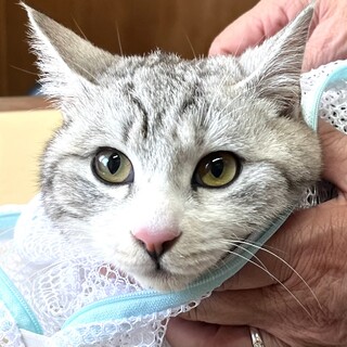 キャリアのサバ白猫ハスキー君去勢済み