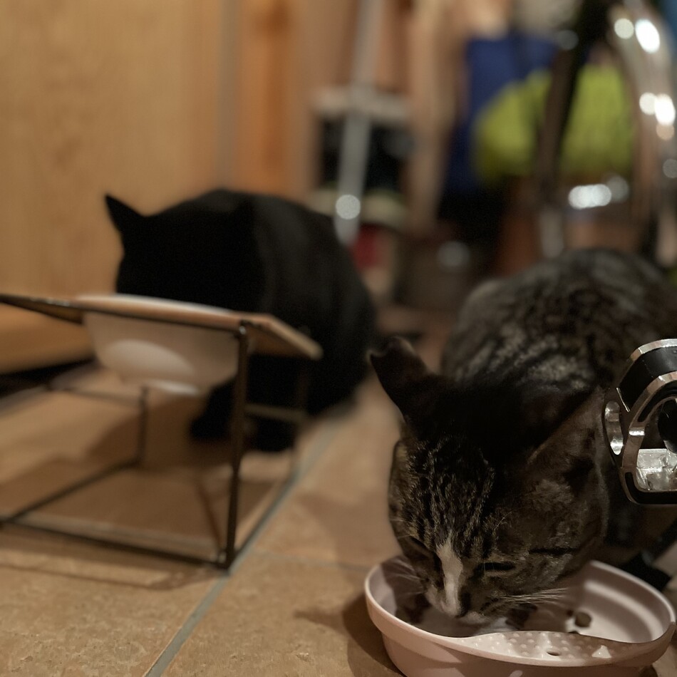 クロコのカバー写真