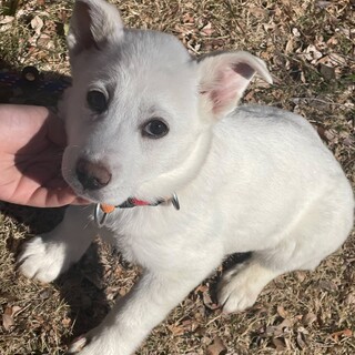 まだ人が怖いけど…頑張るちびっ子サンデー