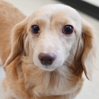 クリーム色の毛並みとお目々が可愛らしい女の子♪