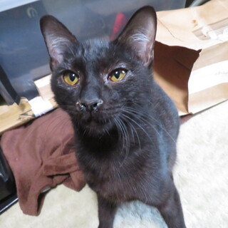 人が好きな黒猫の女の子