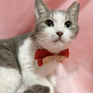 丸顔のグレー白『ミミちゃん』８ヶ月