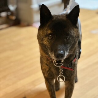 愛嬌たっぷり リキヤ