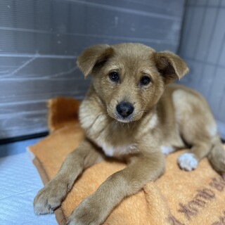無駄吠え無し、飼育しやすい子犬、家族を探して