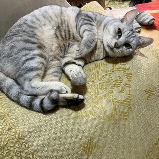 グレーの高齢猫：仲良し姉妹