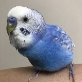 手乗りセキセイインコのなっちゃんの里親様募集