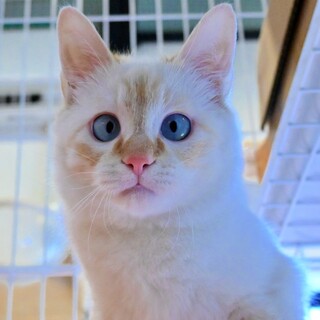 ブルーアイのイケメン！中毛の子猫♡『エクルくん』