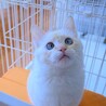 ブルーアイのイケメン！中毛の子猫♡『エクルくん』 サムネイル3