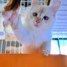 ブルーアイのイケメン！中毛の子猫♡『エクルくん』 サムネイル4