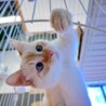 ブルーアイのイケメン！中毛の子猫♡『エクルくん』 サムネイル5