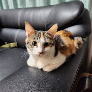 パワフルにゃんこ キシレン