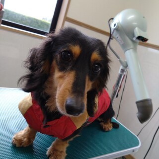 かわいいダックスの女の子　５歳になったばかりです。