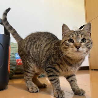 小柄で元気なキジトラちゃんです！