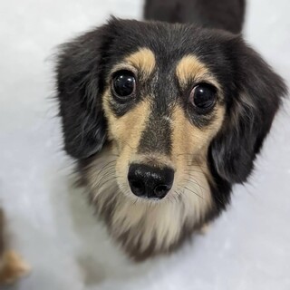 甘えん坊のダックスほまれちゃん