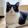 白黒ハチワレの男の子♡ずっとのおうちを探しています