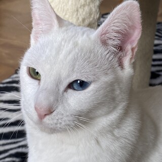 白猫オッドアイの小さなしらすちゃん