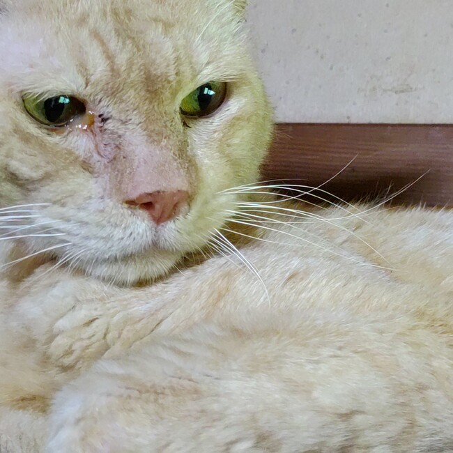 トン君ママのカバー写真