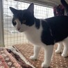 ＜こたつ君＞黒白の元気な男の子♪ サムネイル4