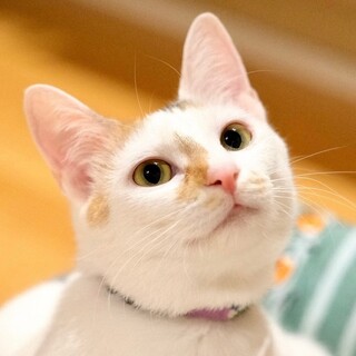 おけさ♡家族ができました
