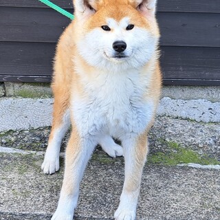 可愛がってくださる方を募集します！