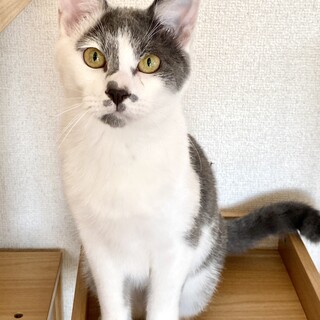 【8/4東銀座】ニャビーくん★1歳♪