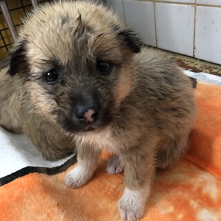 可愛い子犬が収容されています‼️