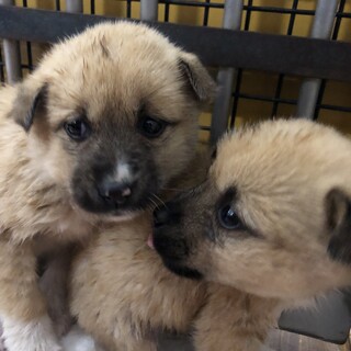 可愛い子犬が収容されています‼️