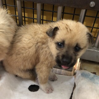 可愛い子犬が収容されています‼️