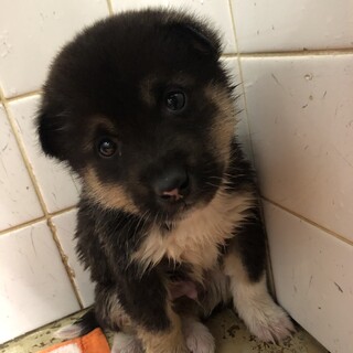 可愛い子犬が収容されています‼️