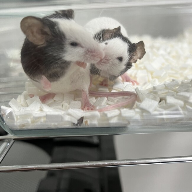 れぷまるのカバー写真