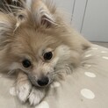 ポメラニアン(メス)10ヶ月