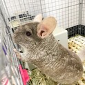 チンチラ(オス)、3歳9ヶ月