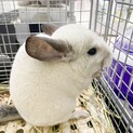 チンチラ(メス)2歳10ヶ月