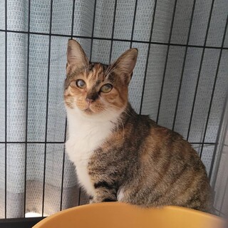 3/3さいたま市岩槻区譲渡会参加　さなちゃん