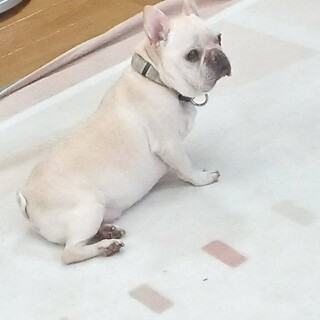 フレブル界の貴公子♡ハッピーくん