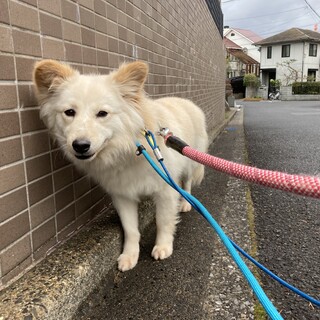 レモン　男の子