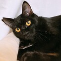 白ポイントあり❤️黒猫ベイリーくん