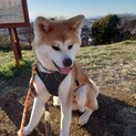 お目めクリクリ秋田犬「茜子」アコ
