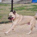 元野犬、ドッグラン大好きなお調子者まるお