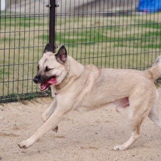 元野犬、ドッグラン大好きなお調子者まるお