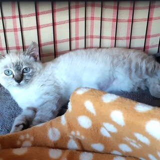 シャムミックスのパトカちゃん