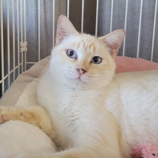 2/23浅草公園町会譲渡会参加　れいなちゃん