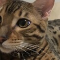 ベンガル猫れおん君