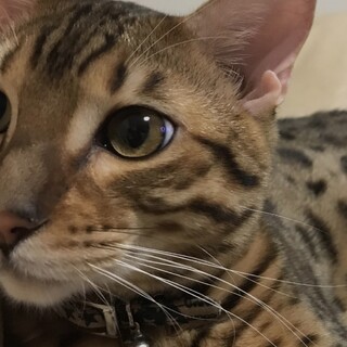 ベンガル猫れおん君
