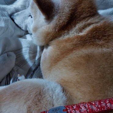 なっちゃん( ´ー`)仙台市の犬鑑札ﾒﾁｬ普通だった(;´∀｀)肉球のいいな♪