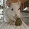 チンチラ︎︎ ♀ホワイト